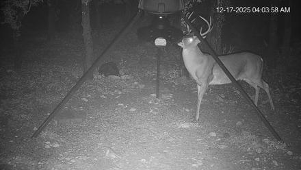 Texas Deer Feeder Live Webcam - Dec 17, 2025, 4:04am CST