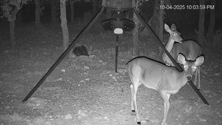 Texas Deer Feeder Live Webcam - Oct 4, 2025, 10:04pm CDT