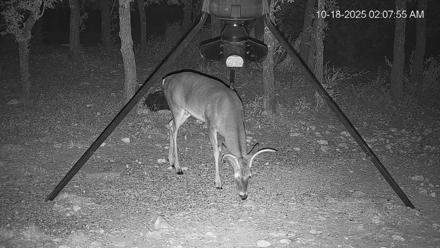 Texas Deer Feeder Live Webcam - Oct 18, 2025, 2:08am CDT