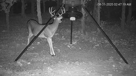 Texas Deer Feeder Live Webcam - Aug 31, 2025, 2:47am CDT