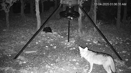 Texas Deer Feeder Live Webcam - Dec 4, 2025, 1:07am CST