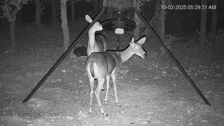 Texas Deer Feeder Live Webcam - Oct 2, 2025, 5:30am CDT