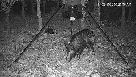 Texas Deer Feeder Live Webcam - Nov 23, 2025, 5:21am CST