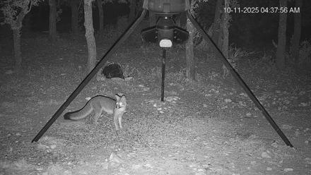 Texas Deer Feeder Live Webcam - Oct 11, 2025, 4:38am CDT