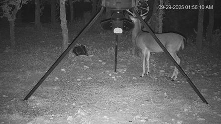 Texas Deer Feeder Live Webcam - Sep 29, 2025, 1:56am CDT
