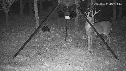 Texas Deer Feeder Live Webcam - Oct 6, 2025, 11:49pm CDT