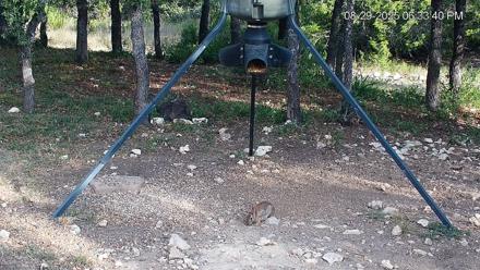 Texas Deer Feeder Live Webcam - Aug 29, 2025, 6:34pm CDT