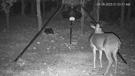 Texas Deer Feeder Live Webcam - Sep 28, 2025, 1:54am CDT
