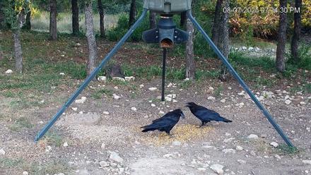 Texas Deer Feeder Live Webcam - Aug 7, 2025, 7:35pm CDT