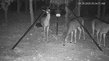Texas Deer Feeder Live Webcam - Sep 29, 2025, 5:25am CDT