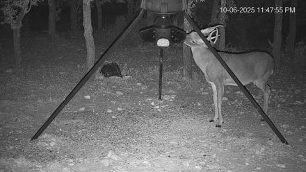 Texas Deer Feeder Live Webcam - Oct 6, 2025, 11:48pm CDT