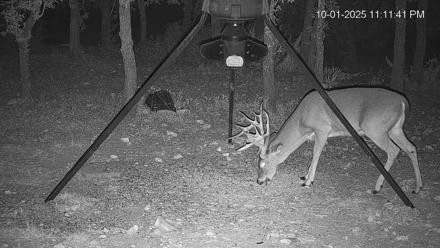 Texas Deer Feeder Live Webcam - Oct 1, 2025, 11:12pm CDT