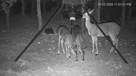 Texas Deer Feeder Live Webcam - Oct 22, 2025, 11:02pm CDT