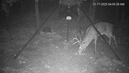Texas Deer Feeder Live Webcam - Dec 17, 2025, 4:06am CST
