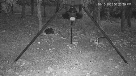 Texas Deer Feeder Live Webcam - Oct 15, 2025, 7:24pm CDT