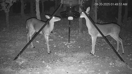 Texas Deer Feeder Live Webcam - Sep 20, 2025, 1:50am CDT