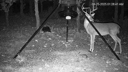 Texas Deer Feeder Live Webcam - Sep 25, 2025, 1:29am CDT