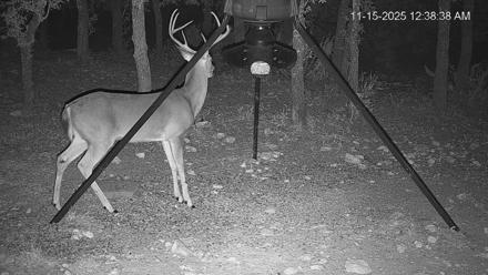 Texas Deer Feeder Live Webcam - Nov 15, 2025, 12:39am CST