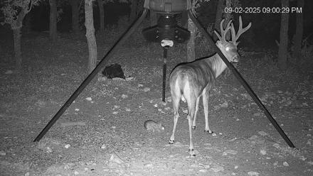 Texas Deer Feeder Live Webcam - Sep 2, 2025, 9:01pm CDT