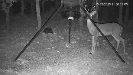 Texas Deer Feeder Live Webcam - Oct 23, 2025, 11:51pm CDT