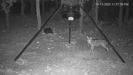 Texas Deer Feeder Live Webcam - Oct 13, 2025, 11:38pm CDT