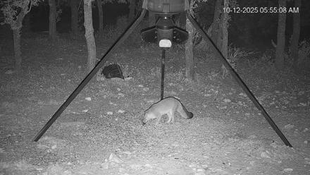 Texas Deer Feeder Live Webcam - Oct 12, 2025, 5:55am CDT