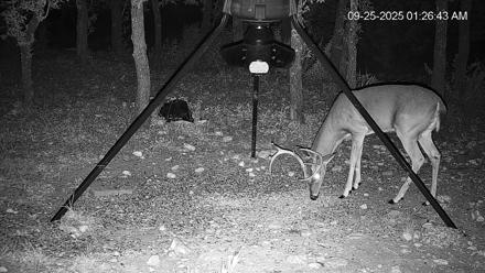Texas Deer Feeder Live Webcam - Sep 25, 2025, 1:27am CDT