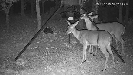 Texas Deer Feeder Live Webcam - Oct 11, 2025, 5:57am CDT