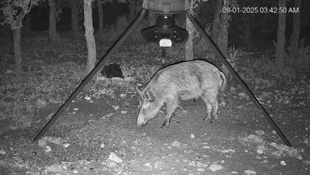Texas Deer Feeder Live Webcam - Sep 1, 2025, 3:43am CDT