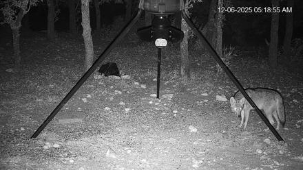 Texas Deer Feeder Live Webcam - Dec 6, 2025, 5:19am CST