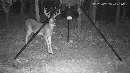 Texas Deer Feeder Live Webcam - Aug 31, 2025, 2:48am CDT