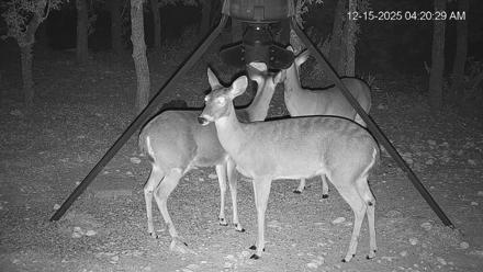 Texas Deer Feeder Live Webcam - Dec 15, 2025, 4:21am CST
