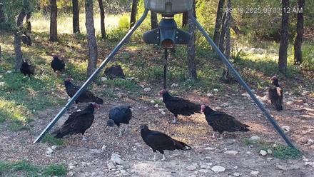 Texas Deer Feeder Live Webcam - Sep 20, 2025, 9:34am CDT