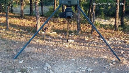 Texas Deer Feeder Live Webcam - Oct 22, 2025, 6:20pm CDT