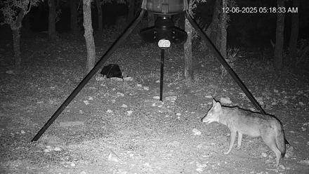 Texas Deer Feeder Live Webcam - Dec 6, 2025, 5:19am CST