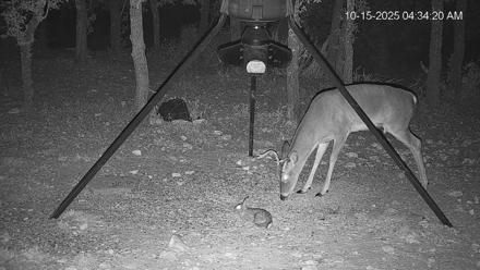 Texas Deer Feeder Live Webcam - Oct 15, 2025, 4:35am CDT