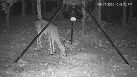 Texas Deer Feeder Live Webcam - Sep 27, 2025, 10:50pm CDT