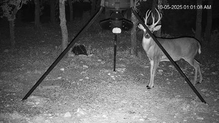 Texas Deer Feeder Live Webcam - Oct 5, 2025, 1:01am CDT