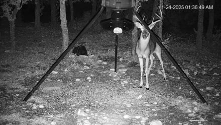 Texas Deer Feeder Live Webcam - Nov 24, 2025, 1:37am CST
