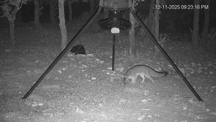 Texas Deer Feeder Live Webcam - Dec 11, 2025, 9:23pm CST