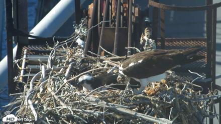 San Francisco Bay Osprey Nest Live Webcam - May 23, 2026, 5:01pm PDT