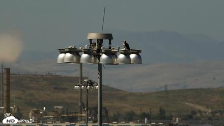 San Francisco Bay Osprey Nest Live Webcam - Jun 6, 2026, 3:09pm PDT