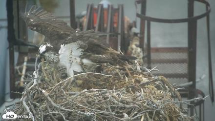 San Francisco Bay Osprey Nest Live Webcam - Jul 18, 2026, 8:37am PDT