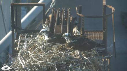 San Francisco Bay Osprey Nest Live Webcam - Jul 17, 2026, 6:35pm PDT