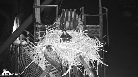 San Francisco Bay Osprey Nest Live Webcam - May 19, 2026, 1:45am PDT