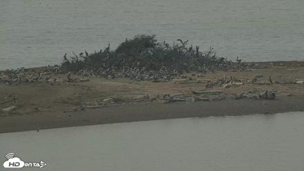 San Francisco Bay Osprey Nest Live Webcam - Oct 2, 2026, 11:47am PDT