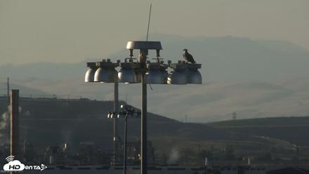 San Francisco Bay Osprey Nest Live Webcam - Jun 13, 2026, 7:15pm PDT
