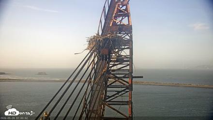 San Francisco Bay Osprey Nest Live Webcam - May 20, 2026, 7:03am PDT