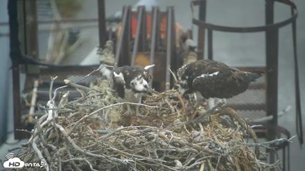 San Francisco Bay Osprey Nest Live Webcam - Jul 18, 2026, 8:22am PDT