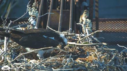 San Francisco Bay Osprey Nest Live Webcam - May 19, 2026, 6:10pm PDT